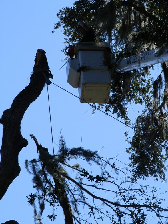WM Tree Service Savannah, GA